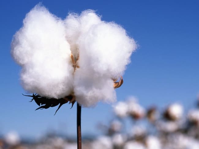 Producción sostenible de algodón para una moda consciente