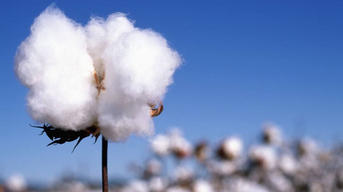 Producción sostenible de algodón para una moda consciente
