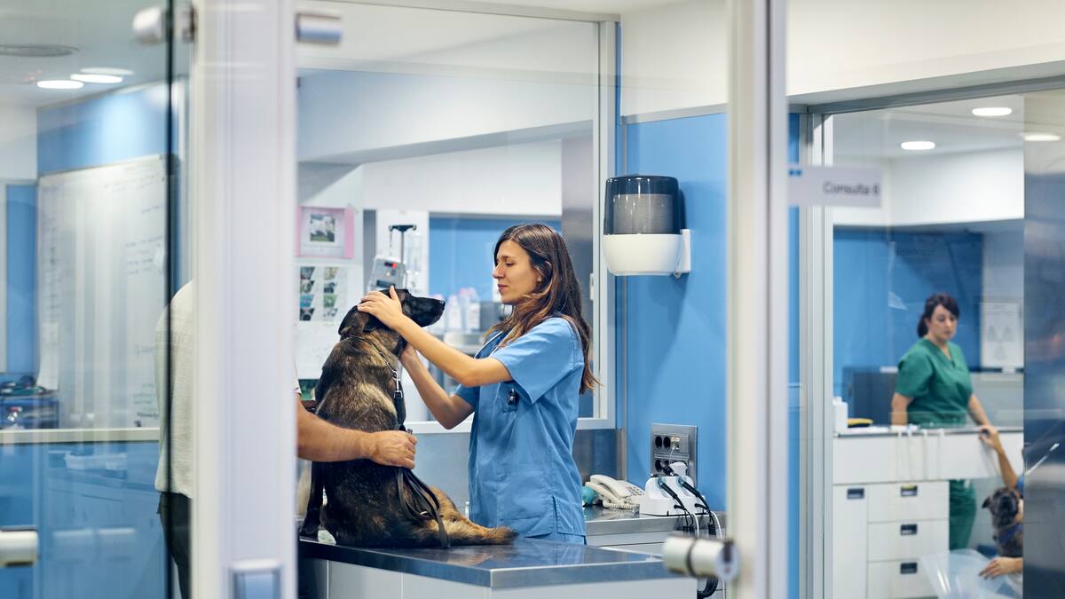 Misteriosa enfermedad se propaga rápidamente entre perros en EE. UU.