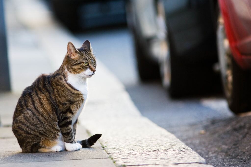 Imagen de referencia de un gato / Tim Graham/Getty Images)