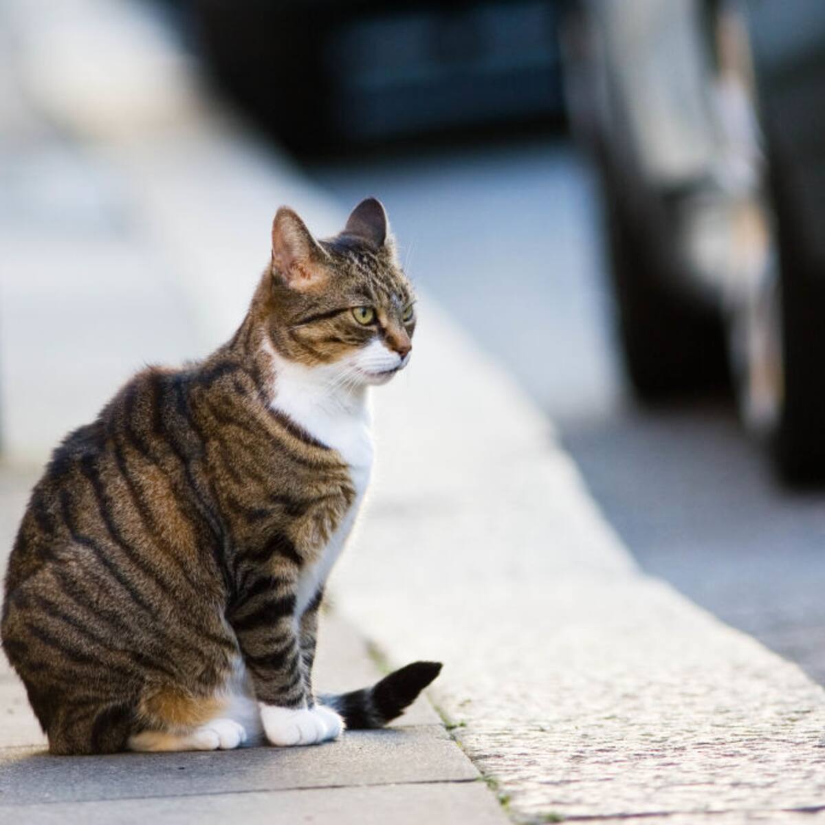 Así puede evitar que los gatos se coman las flores: necesita 5 sencillos ingredientes