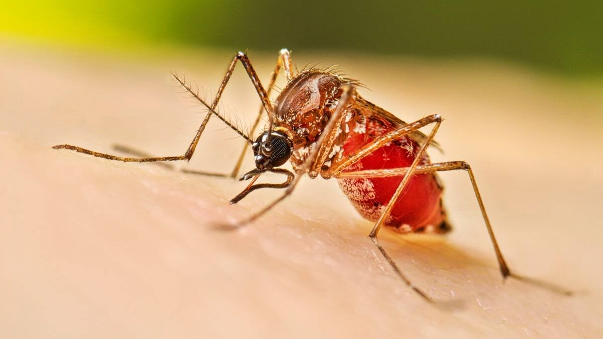“Tenemos detectado el mosquito trasmisor del dengue y fiebre amarilla”: Sec Salud de Manizales
