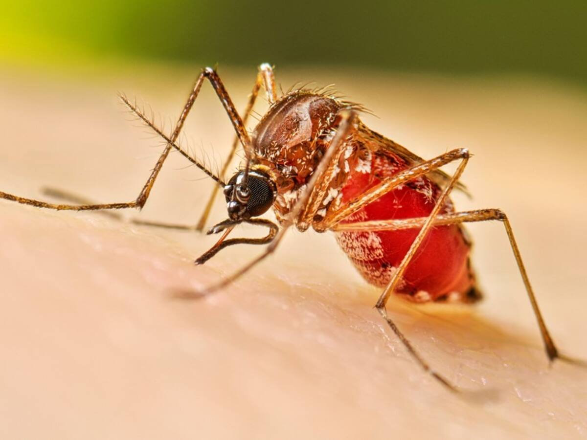 “Tenemos detectado el mosquito trasmisor del dengue y fiebre amarilla”: Sec Salud de Manizales