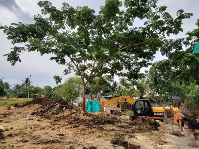 Este árbol estaba obstruyendo el desarrollo de las obras que adelanta la corporación para evitar inundaciones y evitar la erosión.