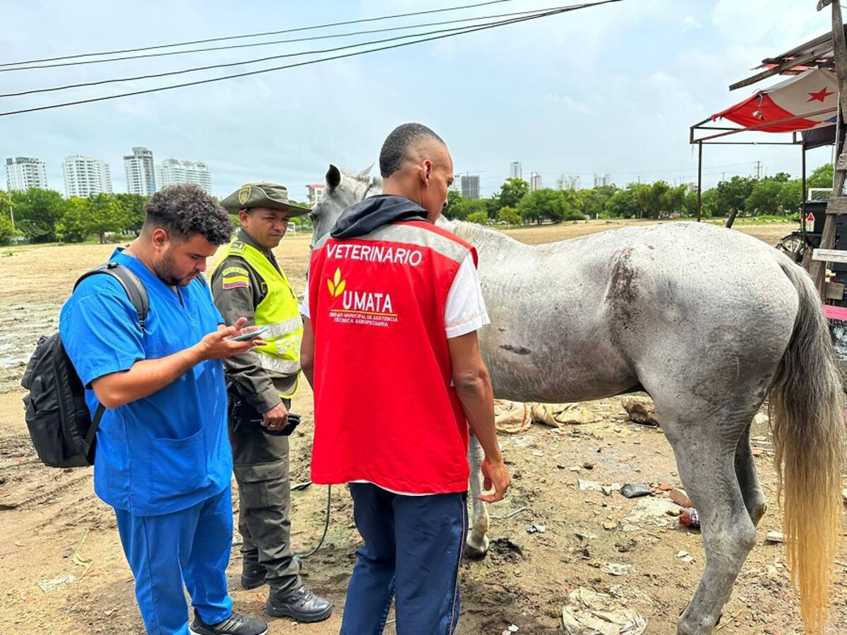 UMATA y Policía Ambiental atendieron caso de caballo por posible maltrato animal