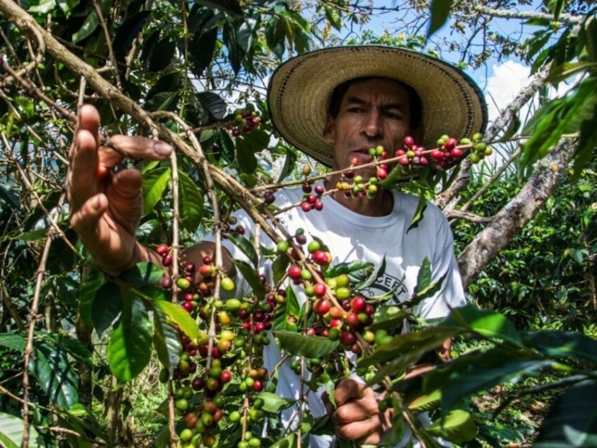 Ola invernal disminuyó en un 30 % la cosecha cafetera en el Tolima