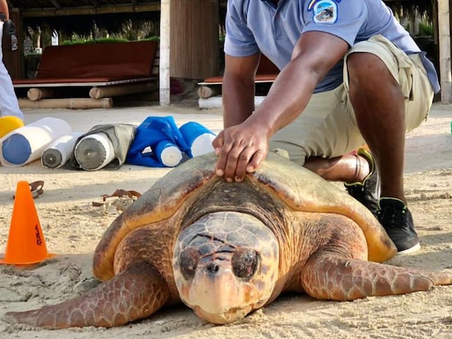 Liberadas 13 tortugas en el Parque Nacional Corales del Rosario