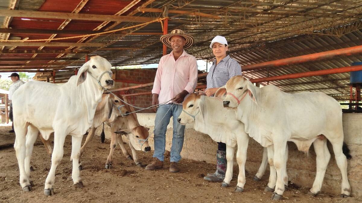 El Huila, le apunta al mejoramiento genético de la ganadería