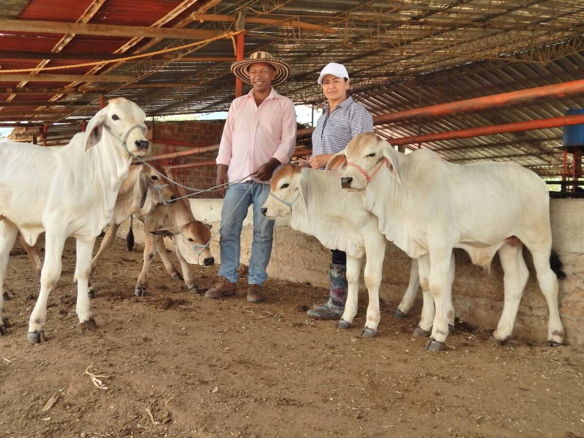El Huila, le apunta al mejoramiento genético de la ganadería