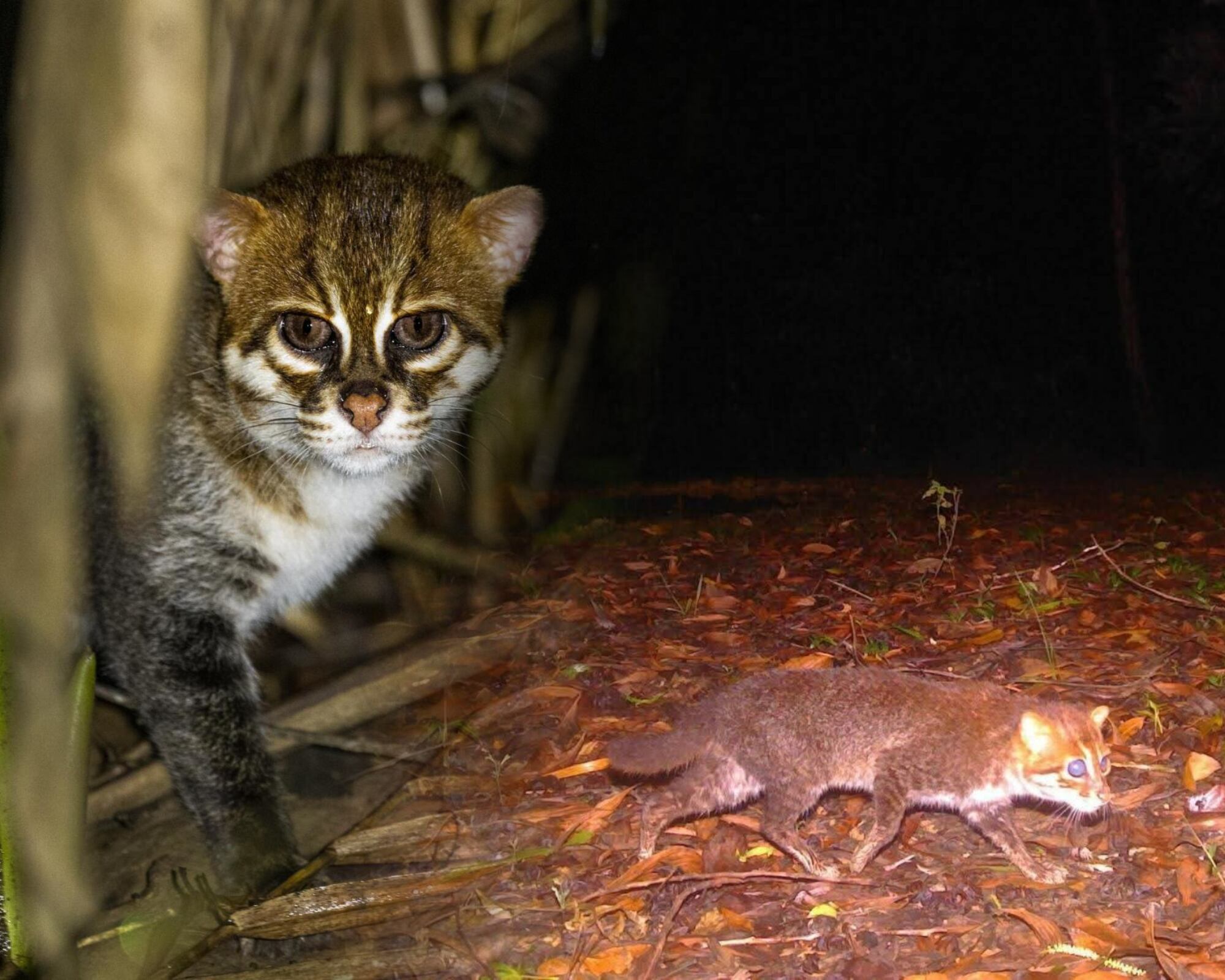El gato de cabeza plana, del tamaño de un gato doméstico, es una de las especies felinas salvajes más raras y amenazadas del planeta.
(Foto:  Cortesía DNP / Caracol Radio)