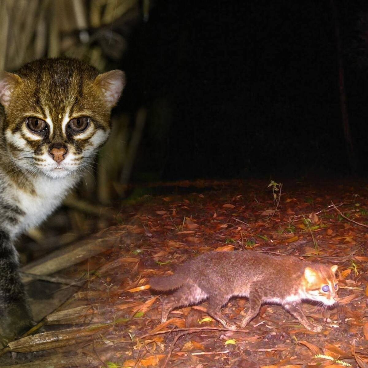 FOTOS: gato salvaje en peligro de extinción fue visto por primera vez en 30 años en Tailandia