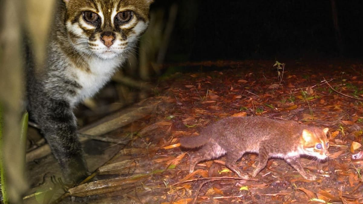 FOTOS: gato salvaje en peligro de extinción fue visto por primera vez en 30 años en Tailandia