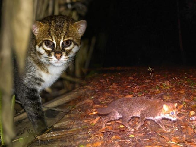 El gato de cabeza plana, del tamaño de un gato doméstico, es una de las especies felinas salvajes más raras y amenazadas del planeta.
(Foto: Cortesía DNP / Caracol Radio)