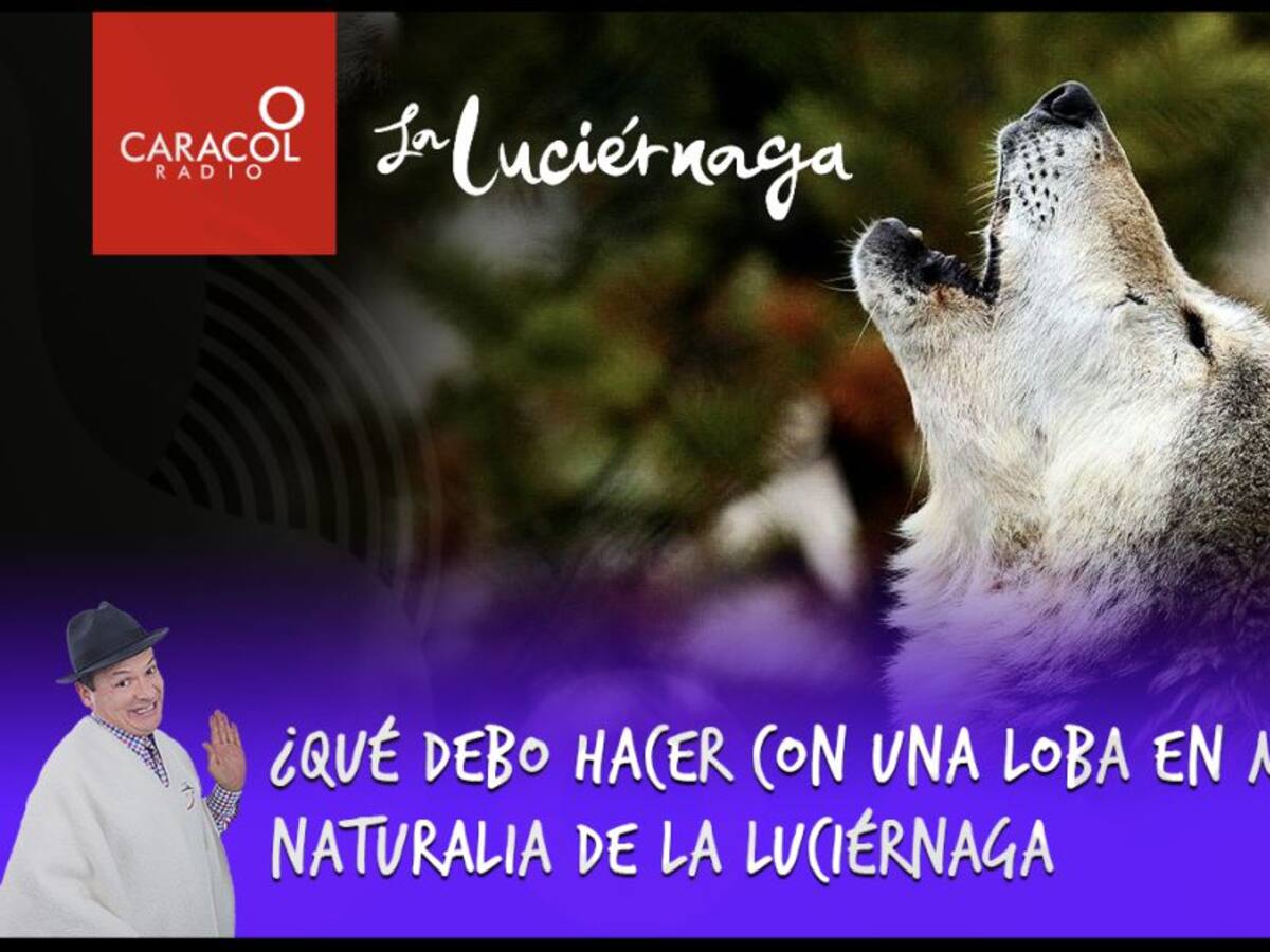 ¿Qué debo hacer con una loba en mi barrio? Naturalia de La Luciérnaga