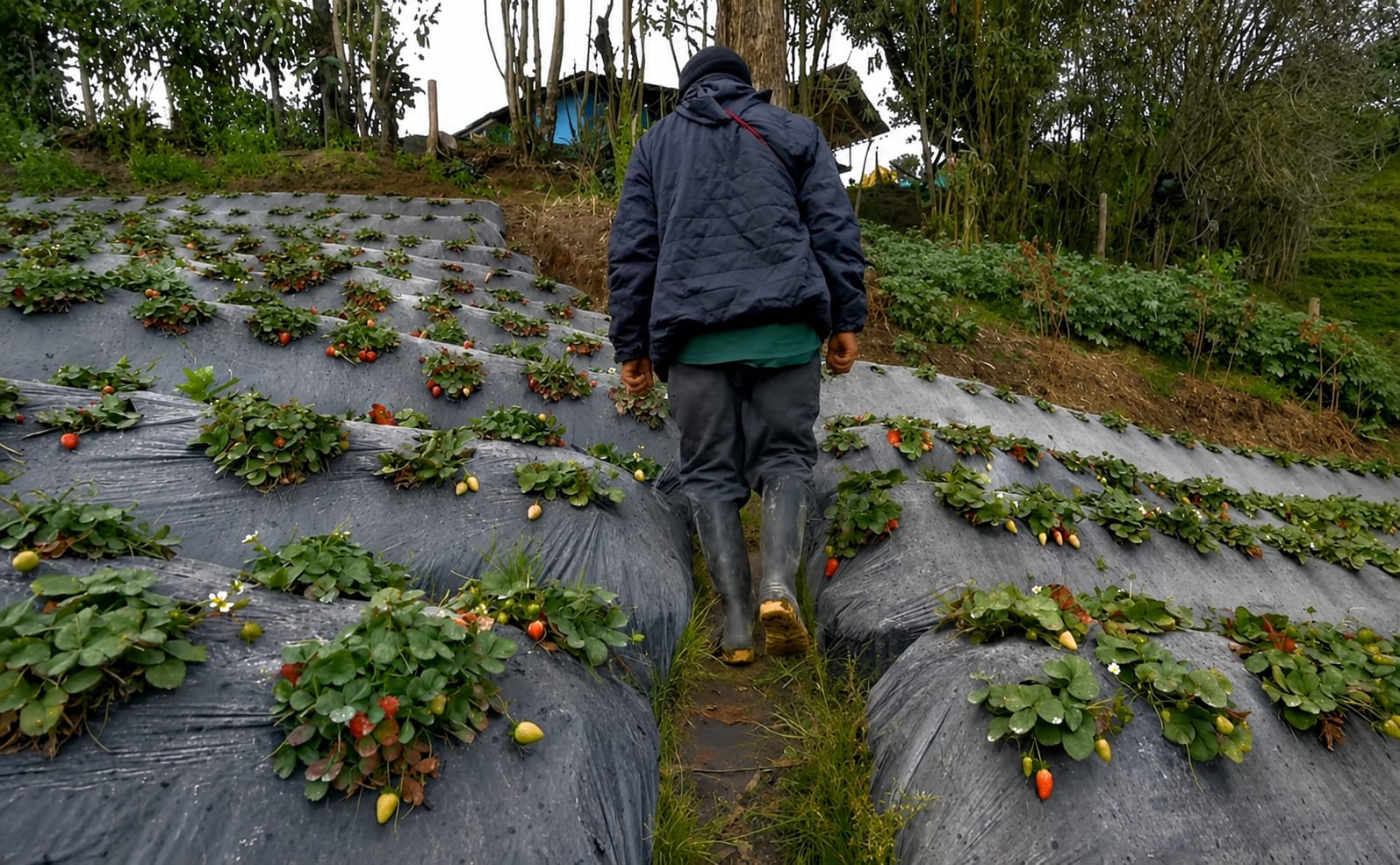 “Los cultivos quedan cubiertos, oscuros, las partículas del volcán los queman, se secan y ya no vuelven a nacer”. Foto; Consejo Regional Indígena del Cauca.