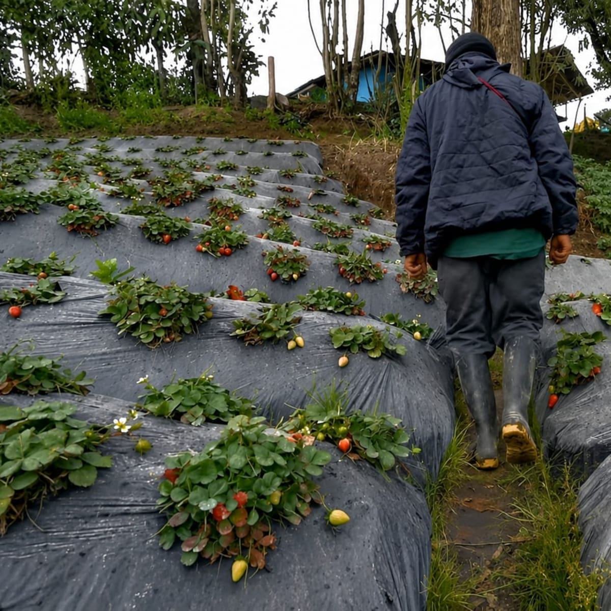Persisten afectaciones para cultivadores en el área de influencia del volcán Puracé del Cauca