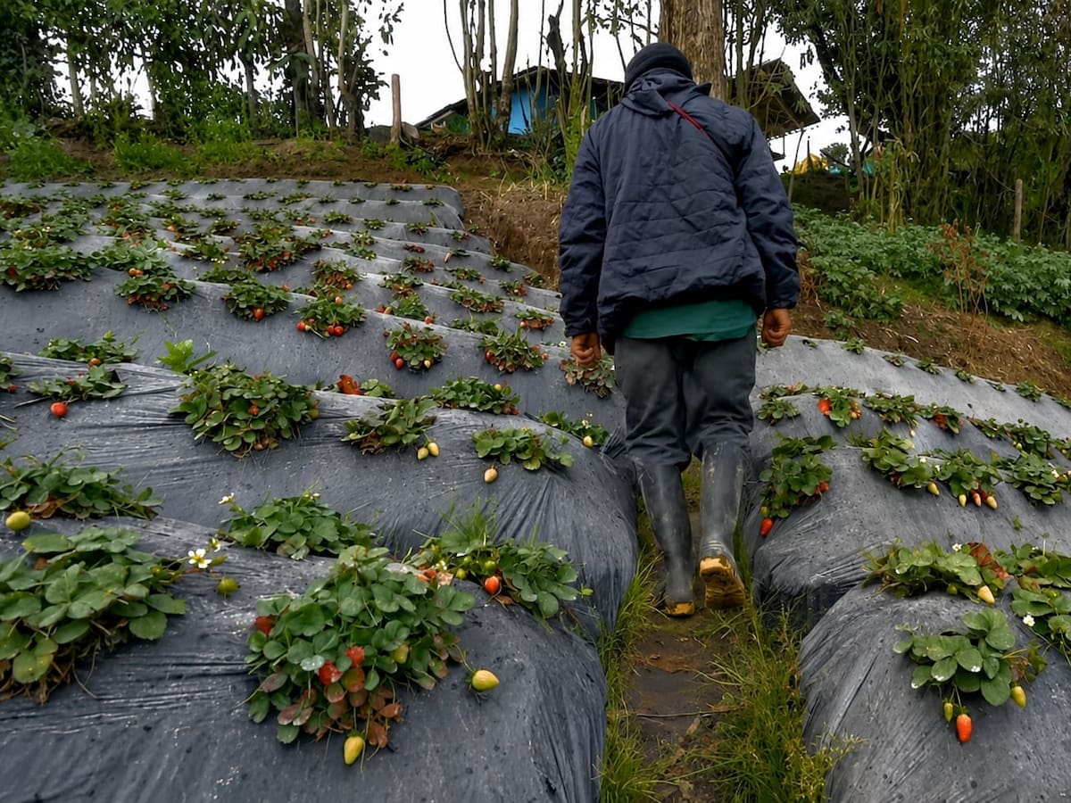 Persisten afectaciones para cultivadores en el área de influencia del volcán Puracé del Cauca