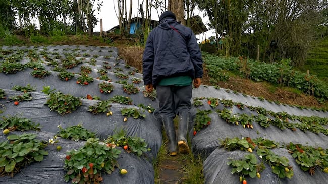 “Los cultivos quedan cubiertos, oscuros, las partículas del volcán los queman, se secan y ya no vuelven a nacer”. Foto; Consejo Regional Indígena del Cauca.