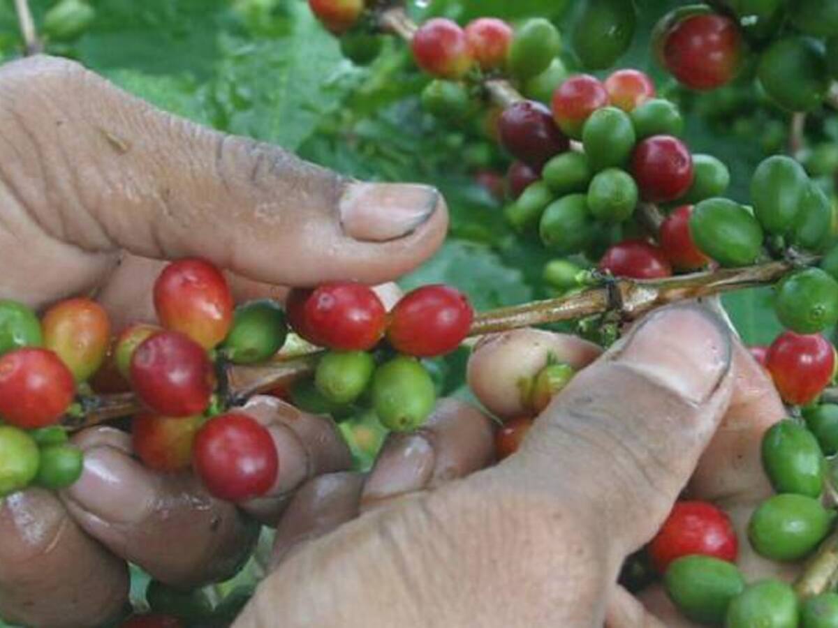 En Caldas buscan más recolectores de café