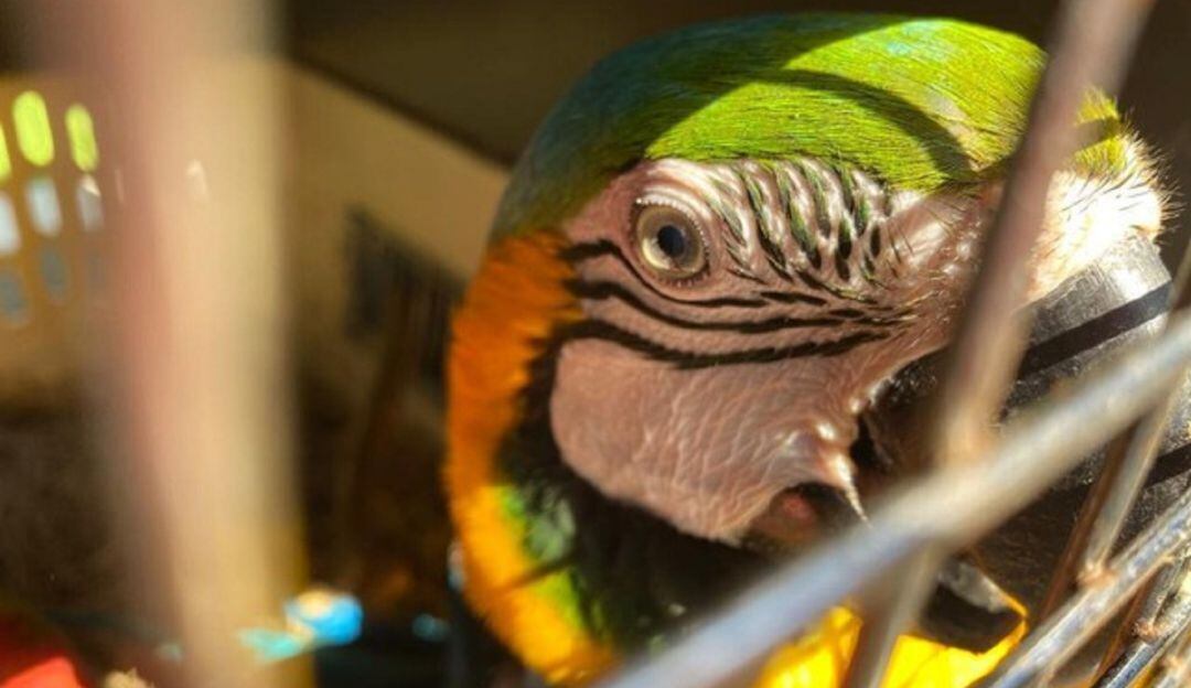 En Colombia, más de 30 animales silvestres que requierieron de ayuda son liberados cada día. 