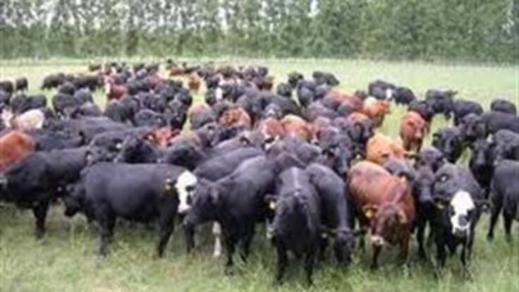 Las Farc estarían detrás del contrabando de ganado que está ingresando a Colombia: Fedegan