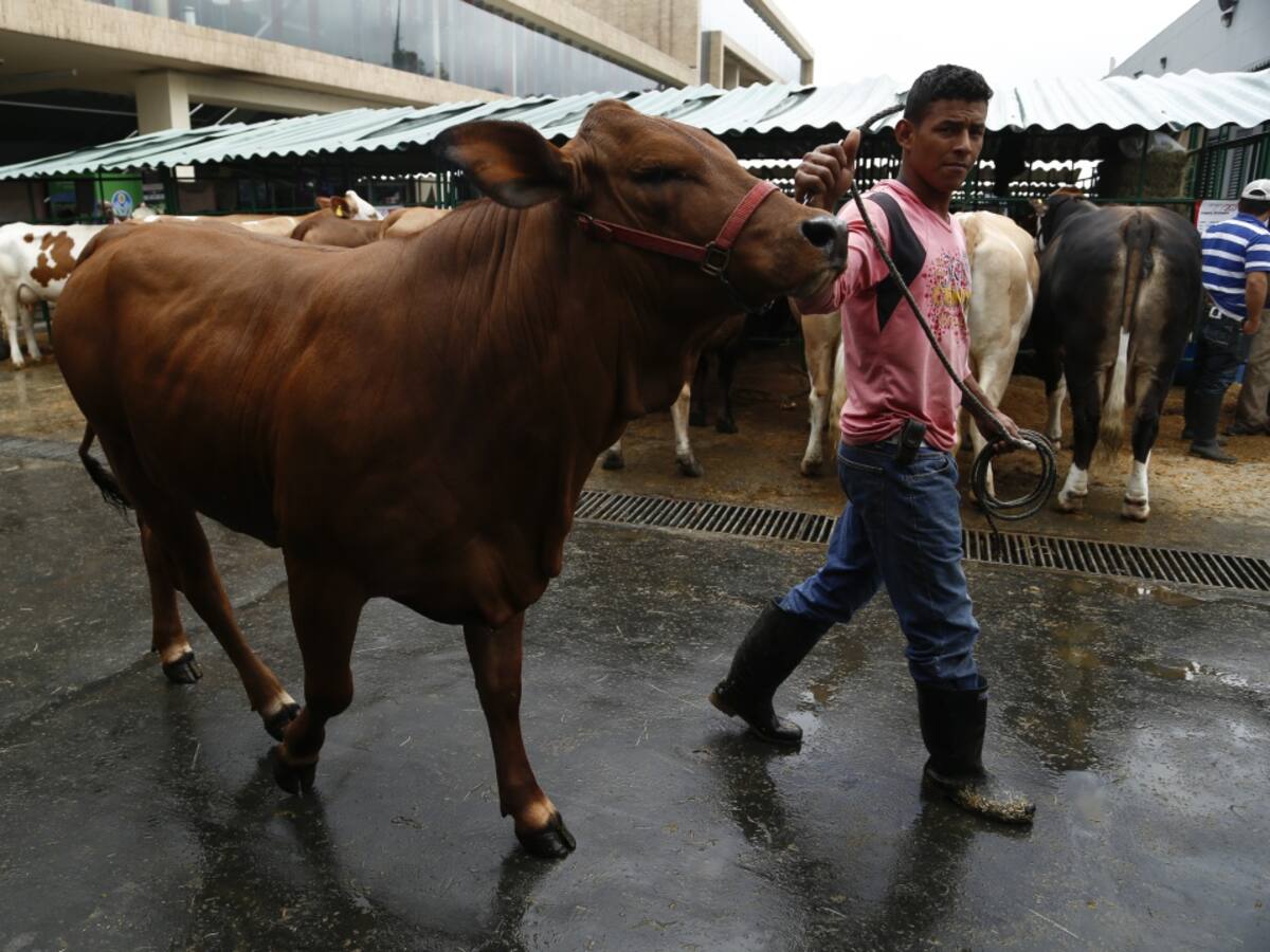 Ganaderos denuncian ingreso de contrabando de animales por 2 billones