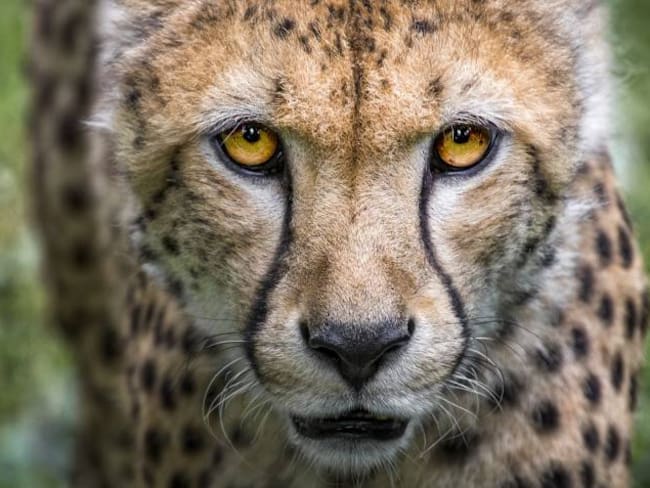 ¿Qué hacer cuando un chita se sube a un auto?