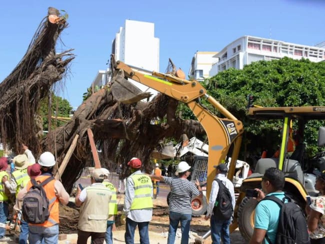 Árbol de caucho que cayó en Centro Histórico de Cartagena fue resembrado