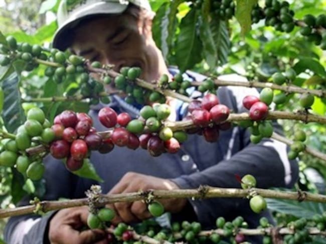 MinAgricultura fortalecerá controles para entrega de ayudas a cafeteros