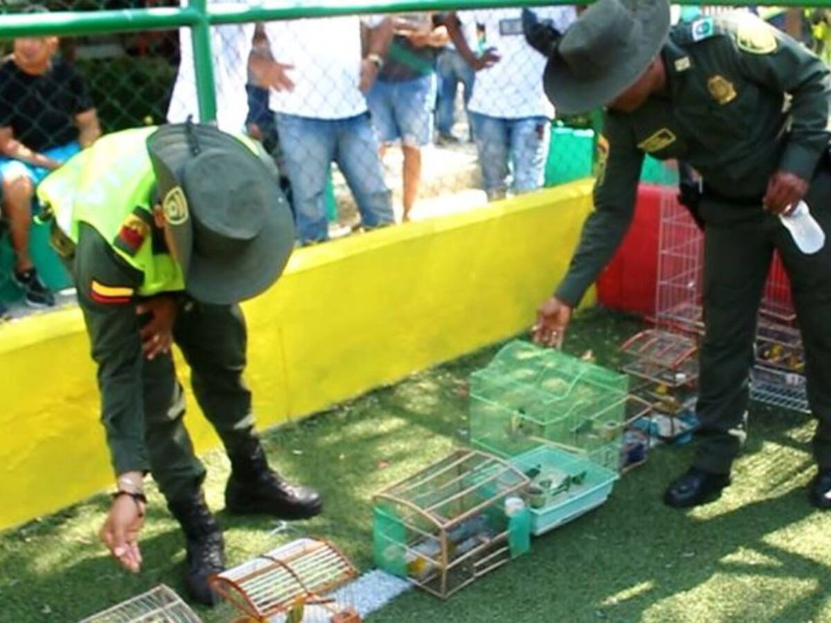 Entregan voluntariamente 200 aves silvestres en Cartagena