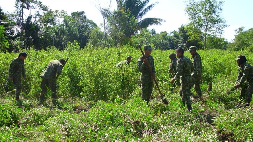 Ejército erradica cultivos ilícitos. Foto: Colprensa
