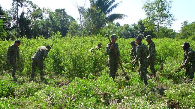 Ejército erradica cultivos ilícitos. Foto: Colprensa