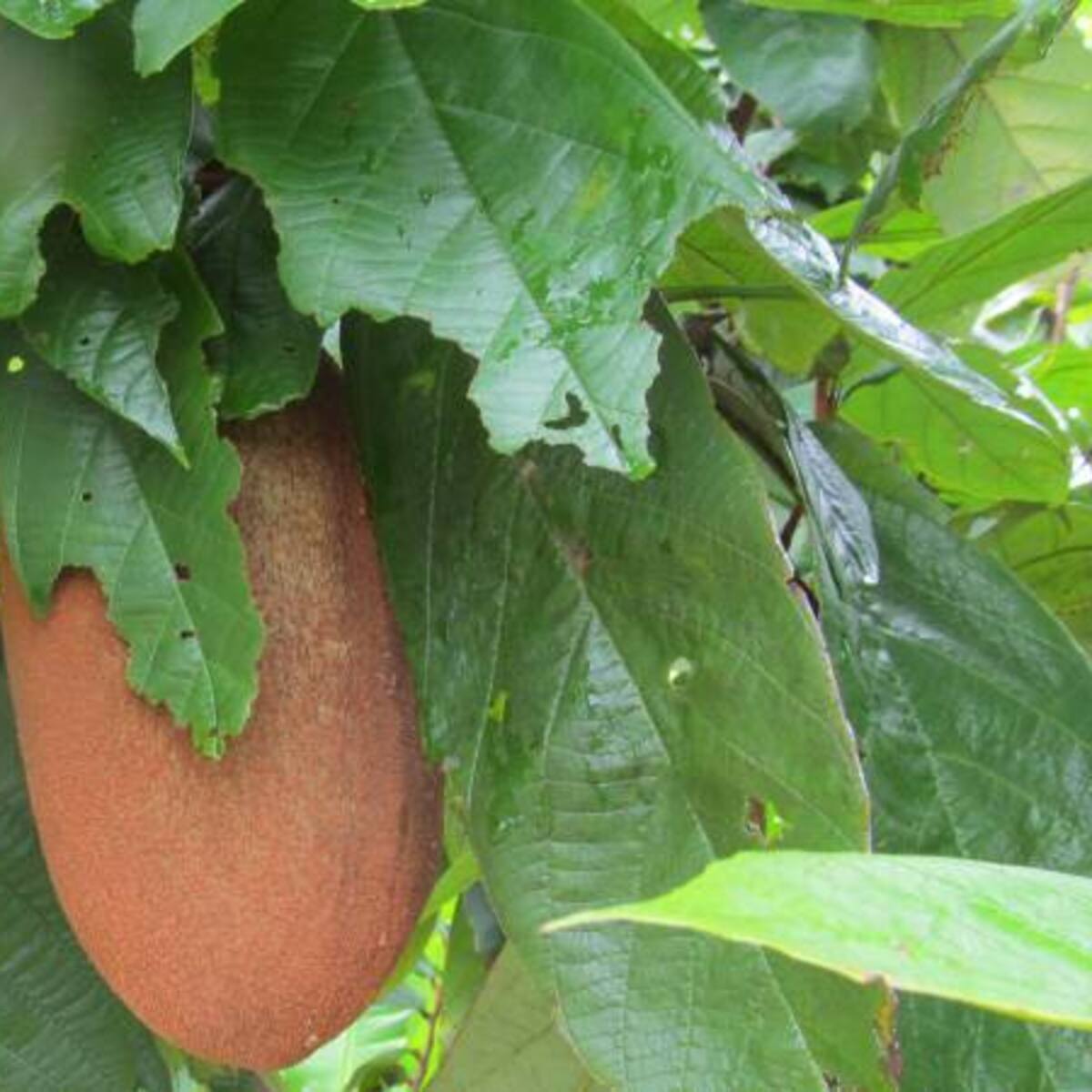 El copoazú, una maravillosa fruta de la Amazonía a su alcance