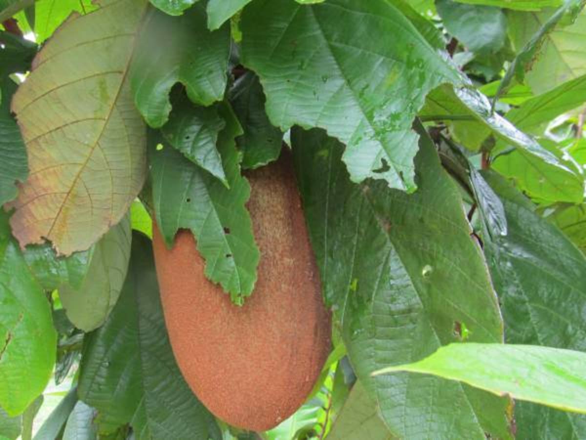 El copoazú, una maravillosa fruta de la Amazonía a su alcance