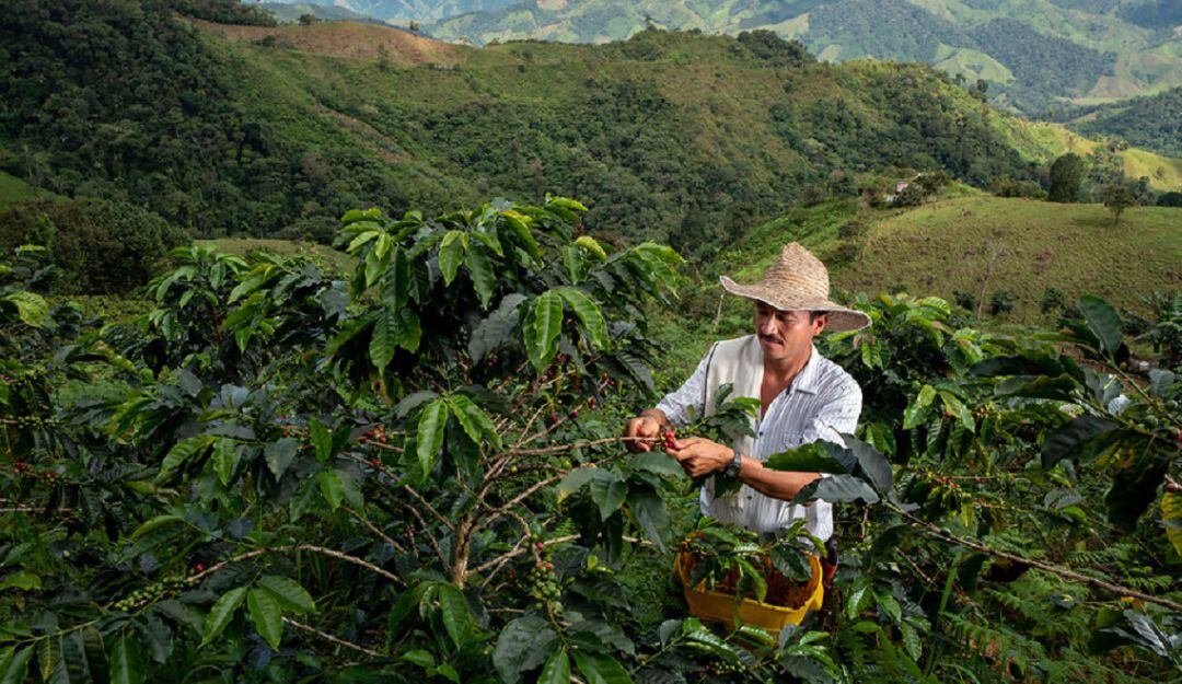 Cosecha de café