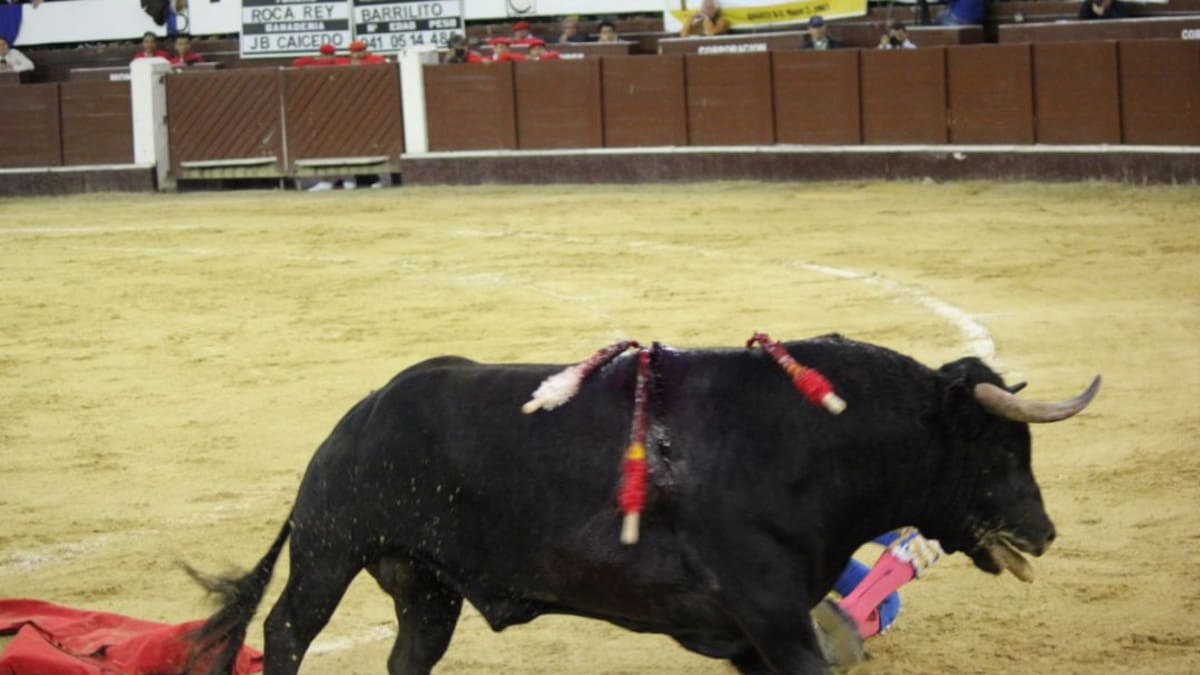Buscarán prohibir peleas de gallos y corridas de Toros en Zetaquira, Boyacá
