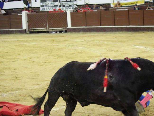 Buscarán prohibir peleas de gallos y corridas de Toros en Zetaquira, Boyacá