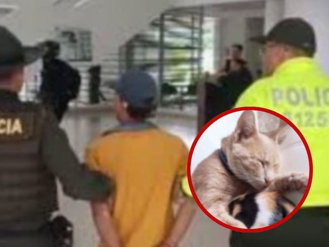 Indignación en Bucaramanga: quedó libre el primer condenado bajo Ley Ángel por matar gatos