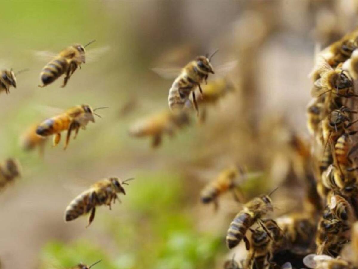 Ataque de abejas africanizadas deja un hombre muerto y otro herido