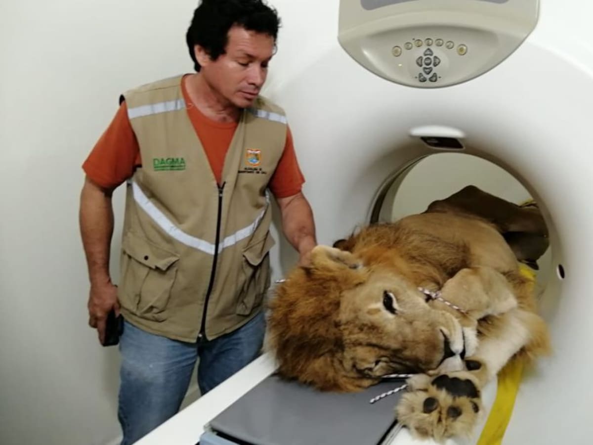 Júpiter el león, está perdiendo la batalla