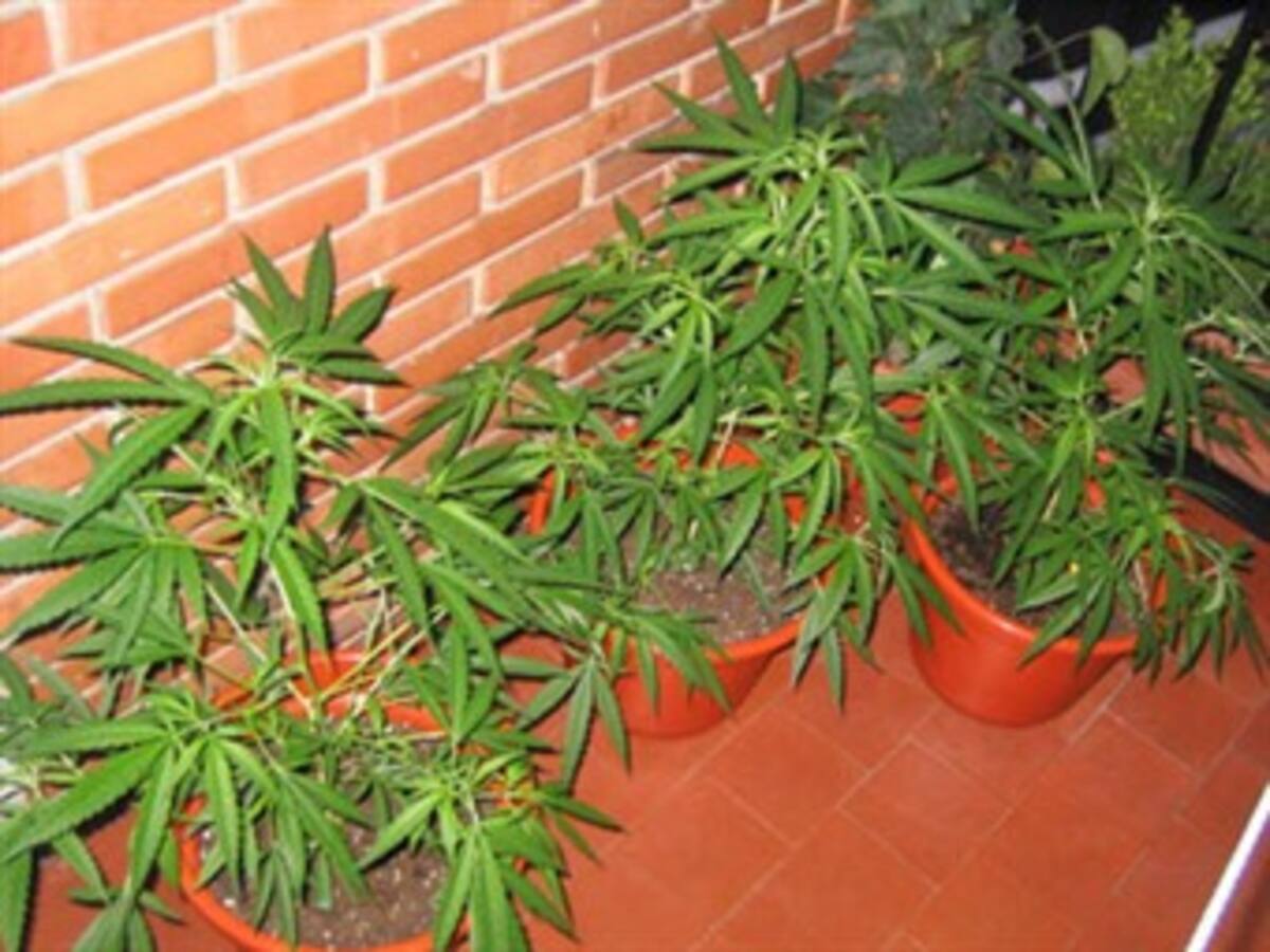 Destruyen en Pereira cultivo de marihuana la interior de una vivienda