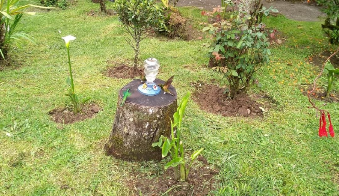 Avistamiento de aves en la reserva de Río Blanco de Manizales