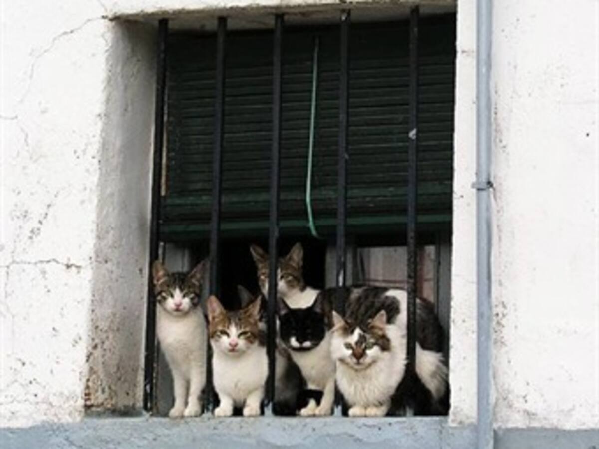 Activistas chinos secuestraron 800 gatos para evitar su muerte