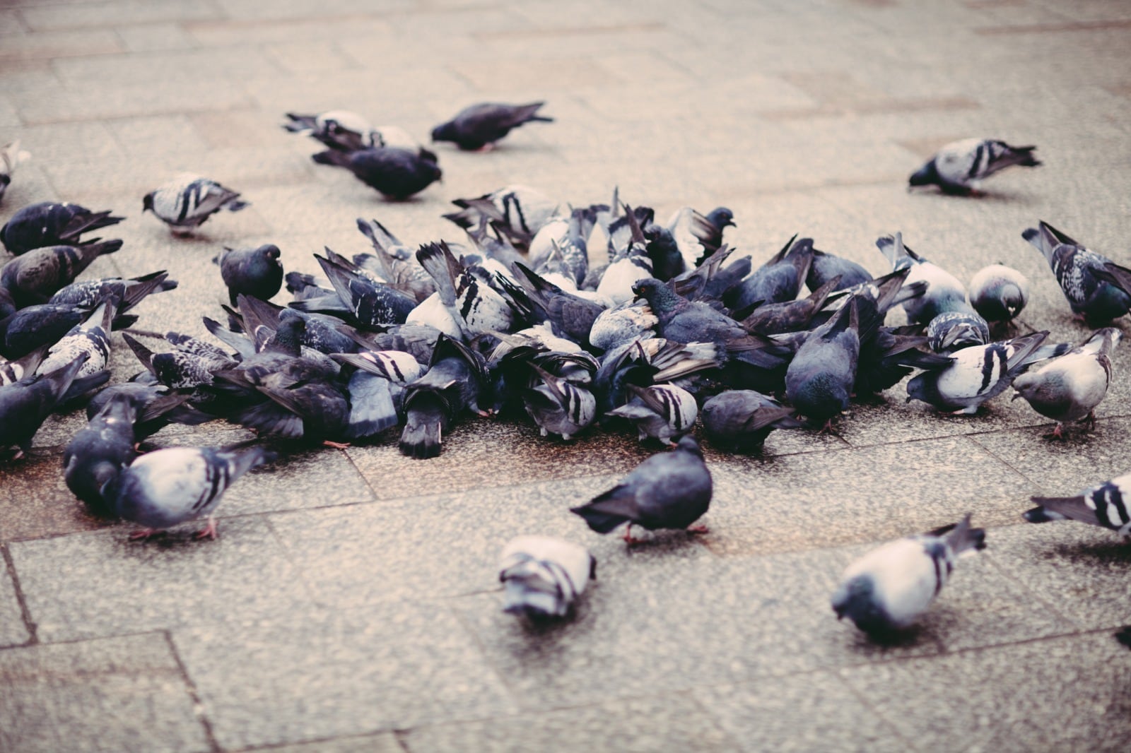 Alertan por mortandad de palomas en el centro de Montería: autoridades investigan el caso. Foto: Getty Images (referencia).