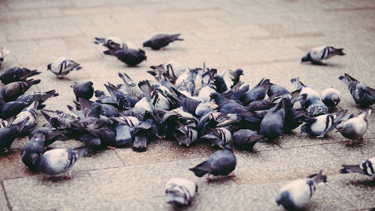 Alertan por mortandad de palomas en el centro de Montería: autoridades investigan el caso