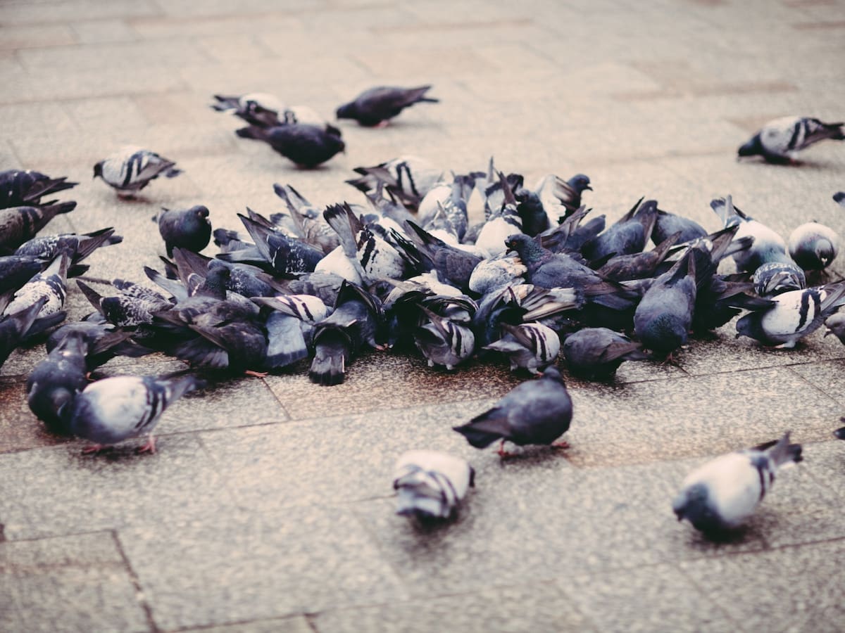 Alertan por mortandad de palomas en el centro de Montería: autoridades investigan el caso