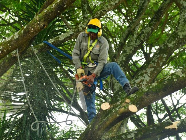 Alerta sobre talas ilegales en Cali