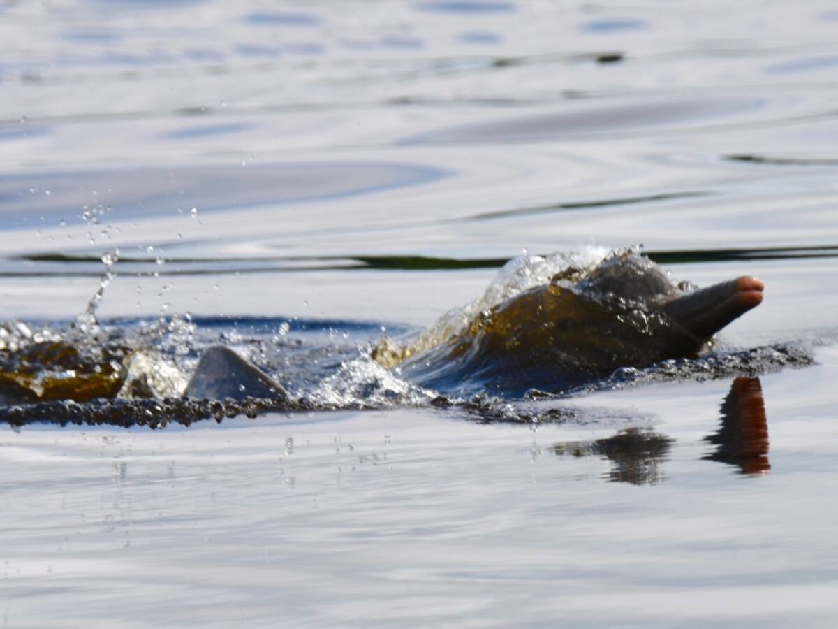Expedición Guainía y sus aporte para la ciencia y la conservación