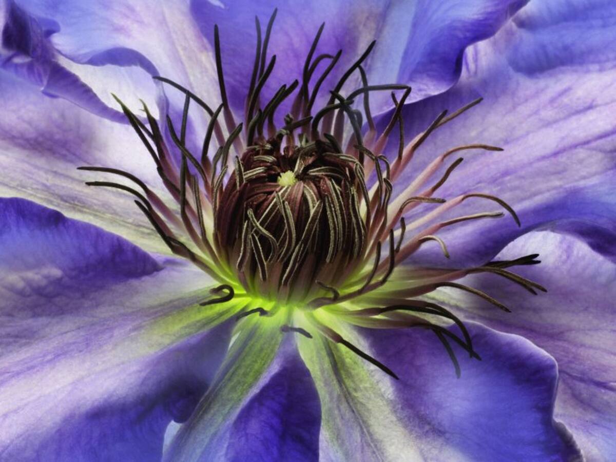 Huila se consolida como tercer productor de pasifloras en Colombia