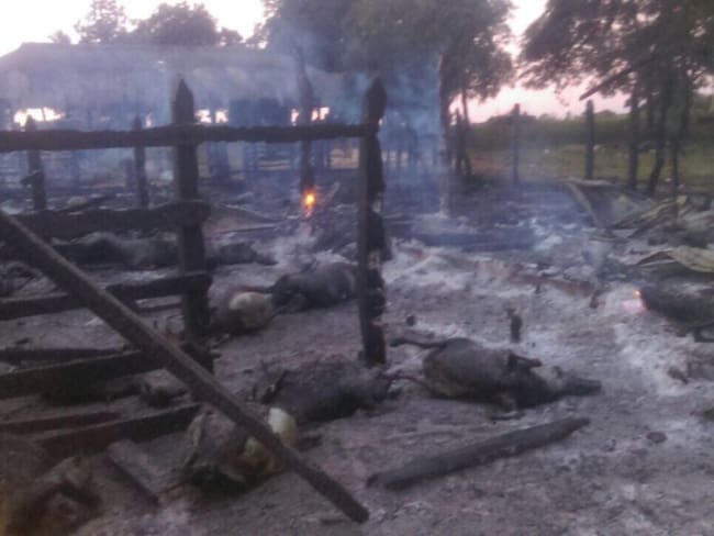 Investigan incendio que dejó más de cien caprinos calcinados en una finca de Sucre